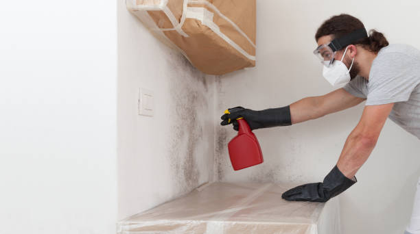 Professional Basement Mold Remediation technician working in Clayton, NJ